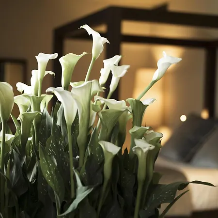 Filario & Residences